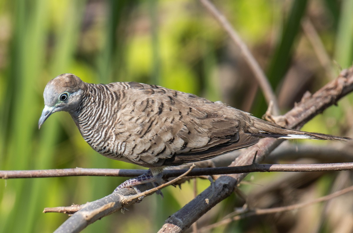 Zebra Dove - ML212396111