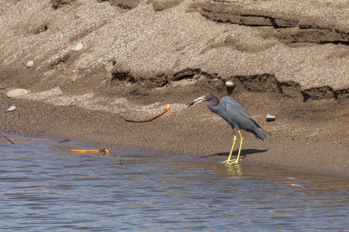 Little Blue Heron - ML212396551