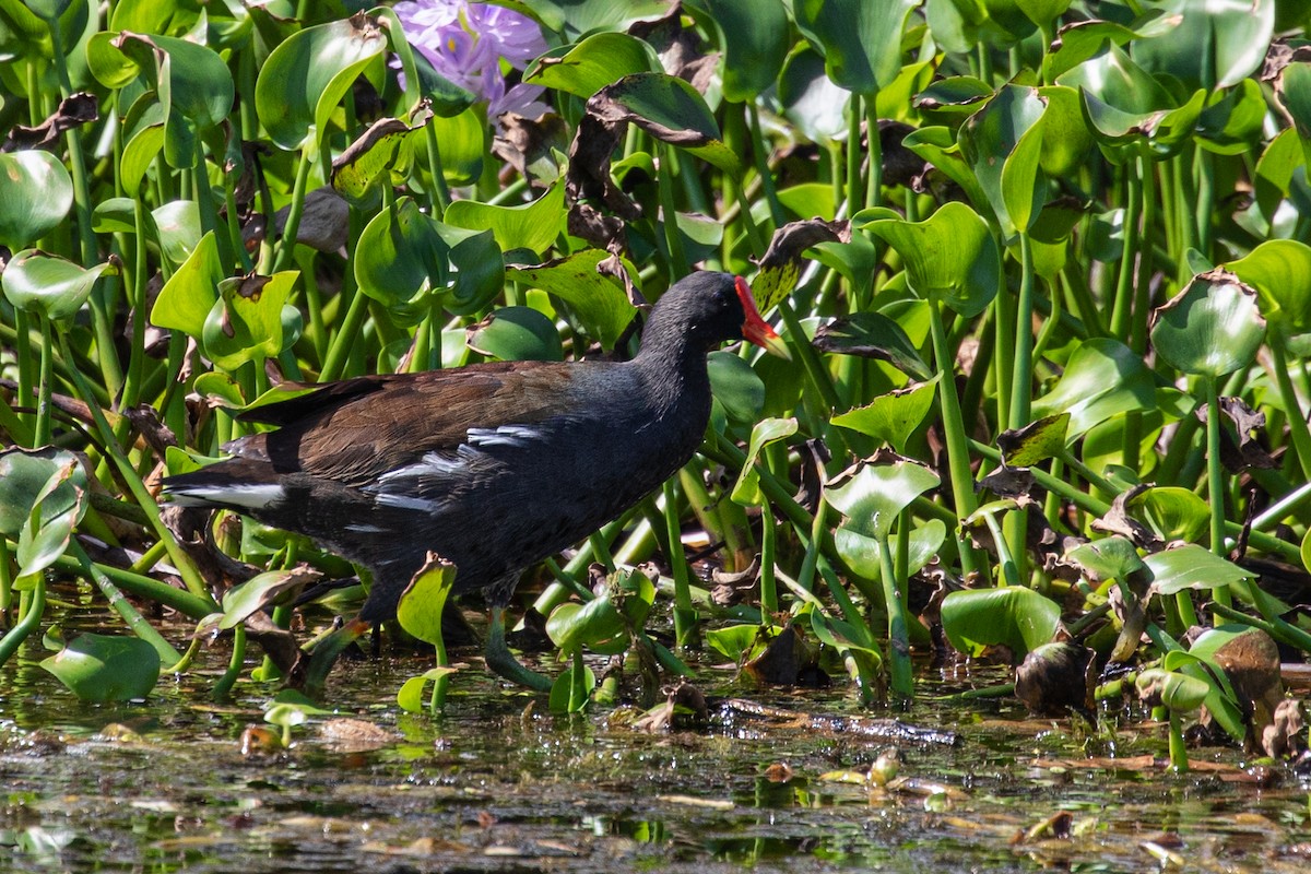 Common Gallinule - ML212396561