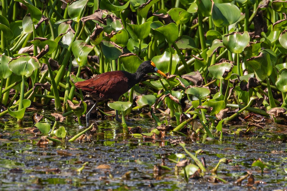 Northern Jacana - ML212396671