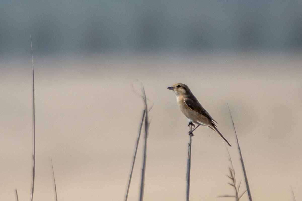 Isabelline Shrike - ML212397661