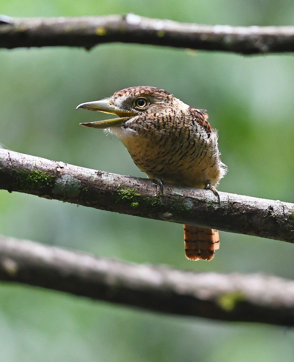 Barred Puffbird - ML212398691