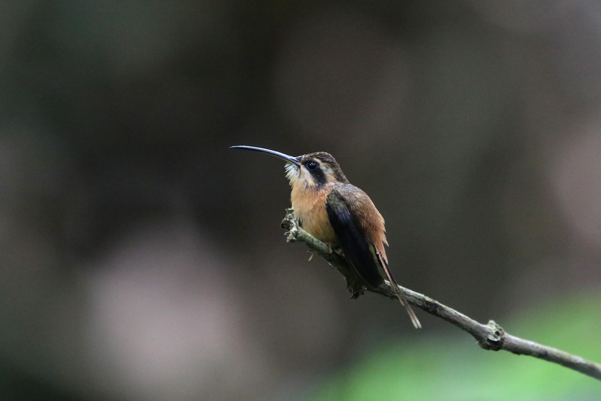 Reddish Hermit - Daniel Branch