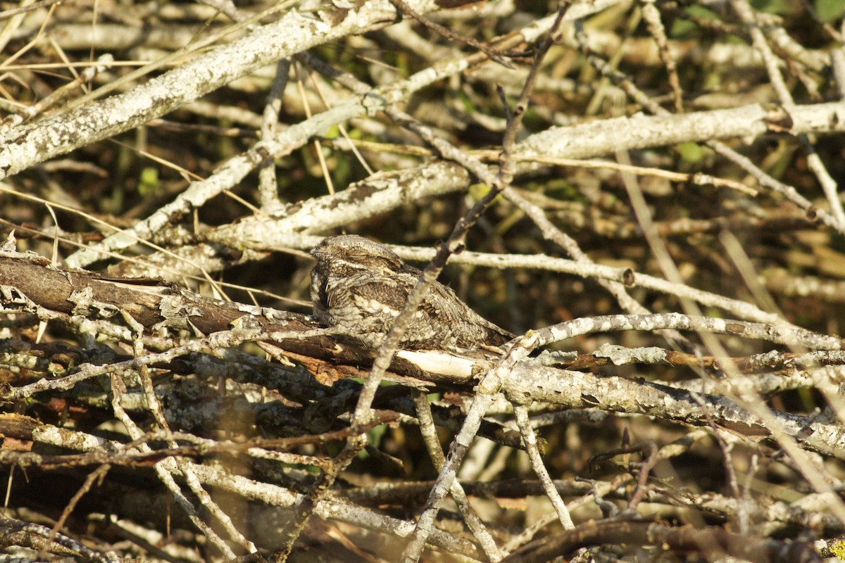 Eurasian Nightjar - ML212400501