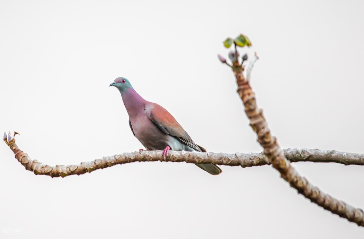 Pale-vented Pigeon - ML212404651