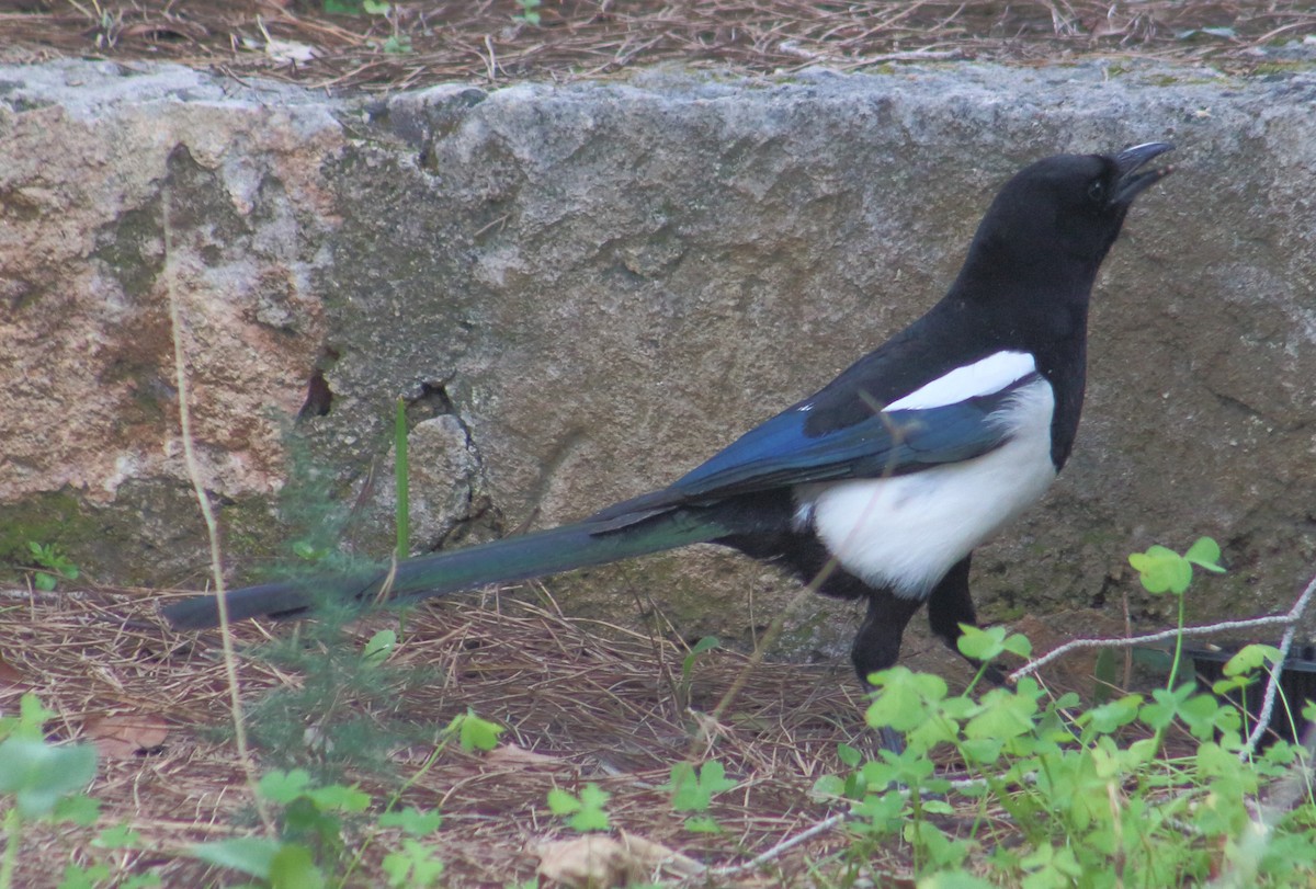 Eurasian Magpie - ML212406351