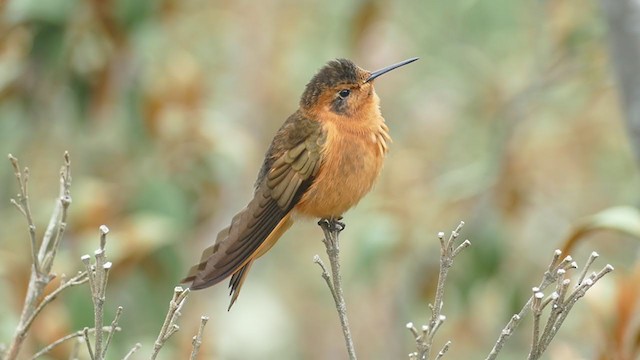 kolibřík duhovohřbetý - ML212406481