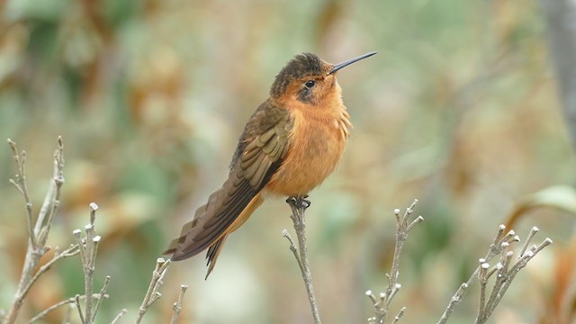 Colibri étincelant - ML212406481