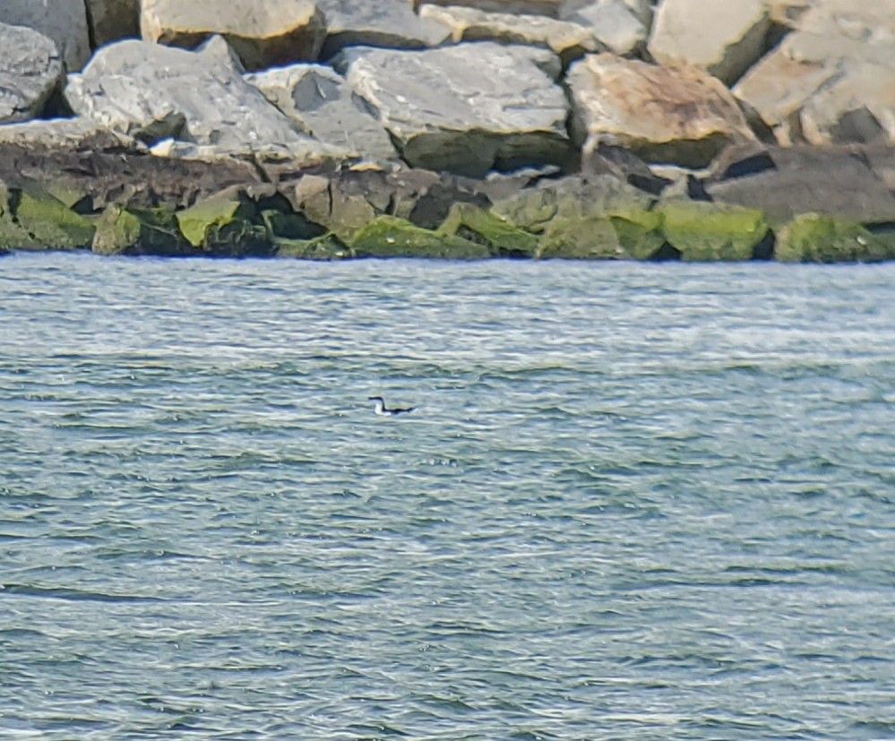 Razorbill - ML212406551