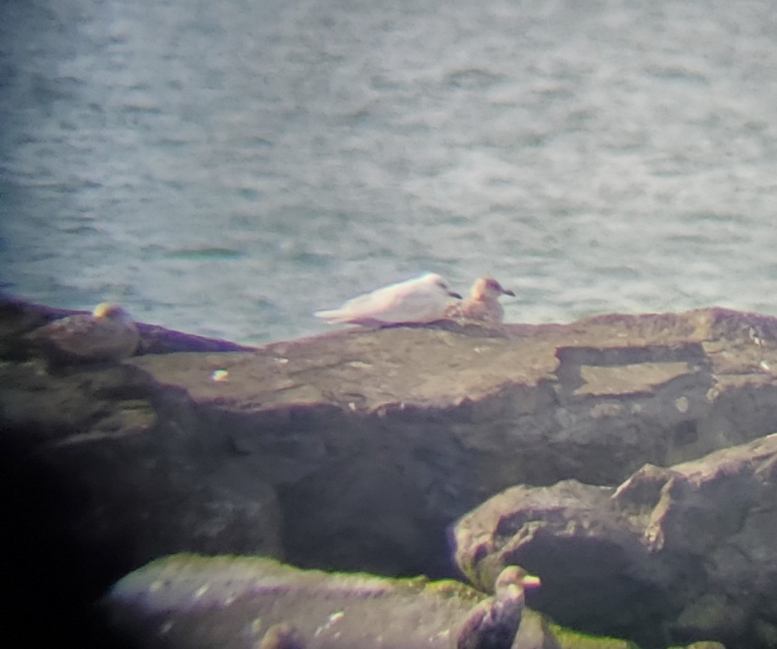 Iceland Gull - ML212406581