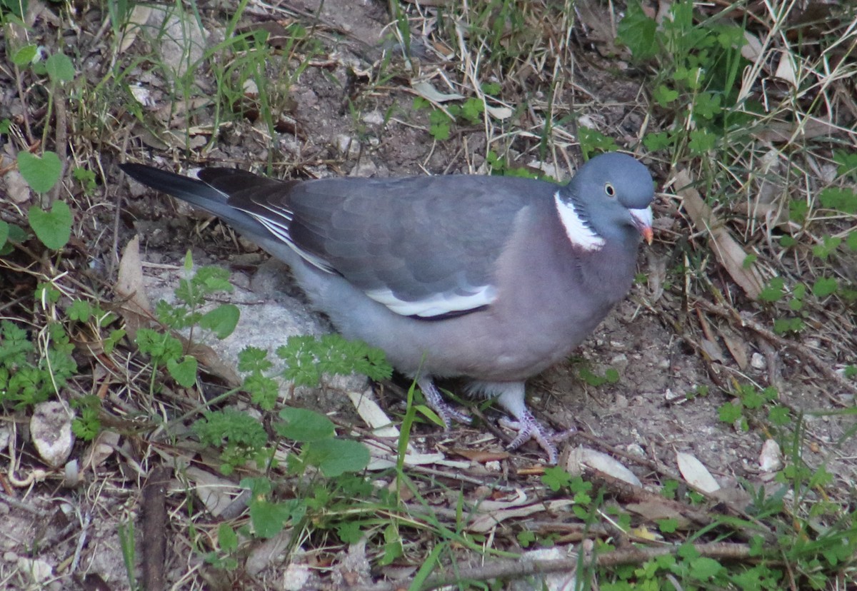 Common Wood-Pigeon - ML212406591