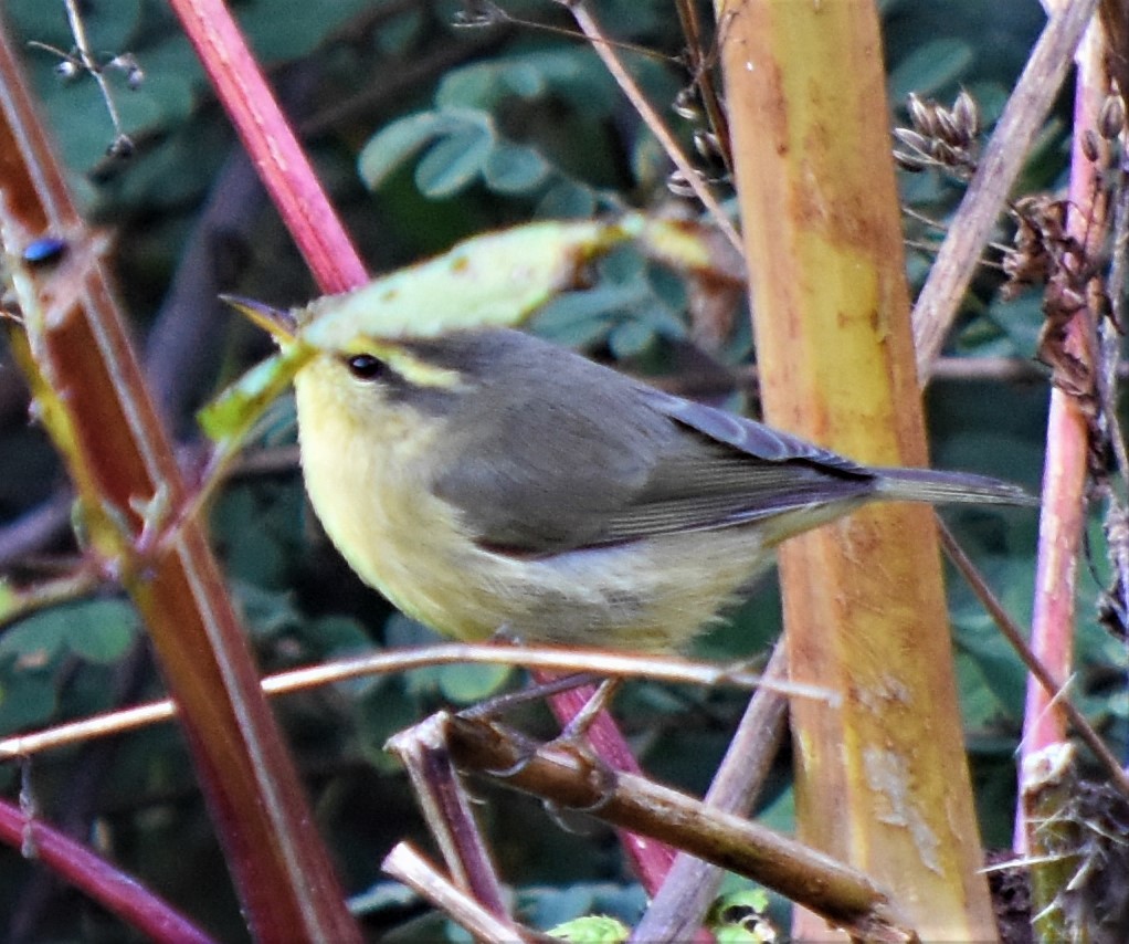 Tickell's Leaf Warbler (Tickell's) - ML212406651