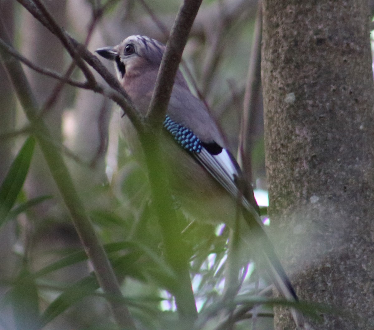 Eurasian Jay - ML212406761