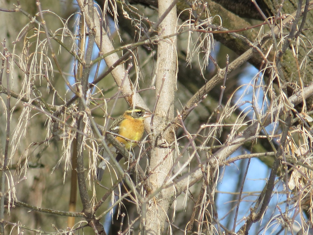 Black-headed Grosbeak - Benjamin Althouse