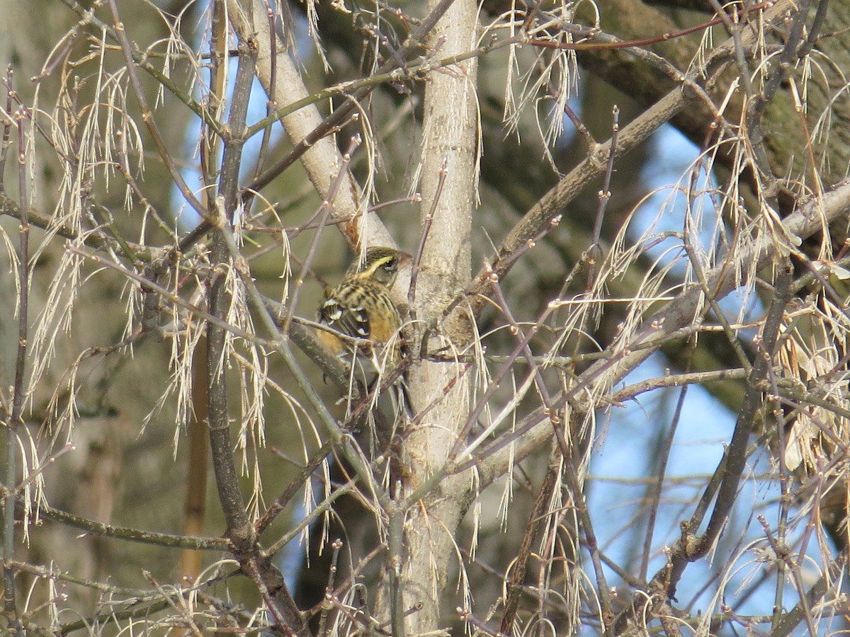 Black-headed Grosbeak - Benjamin Althouse