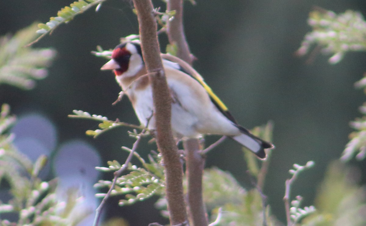 European Goldfinch - ML212407021