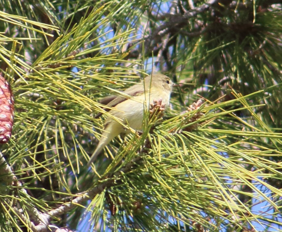 Common Chiffchaff - ML212407691