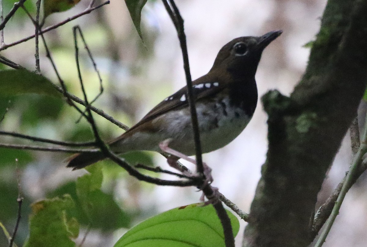 Buru Thrush - ML212408251