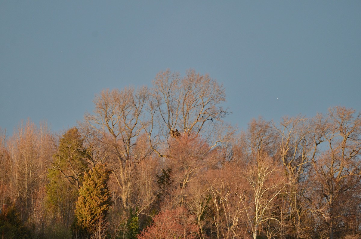 Bald Eagle - David Govoni