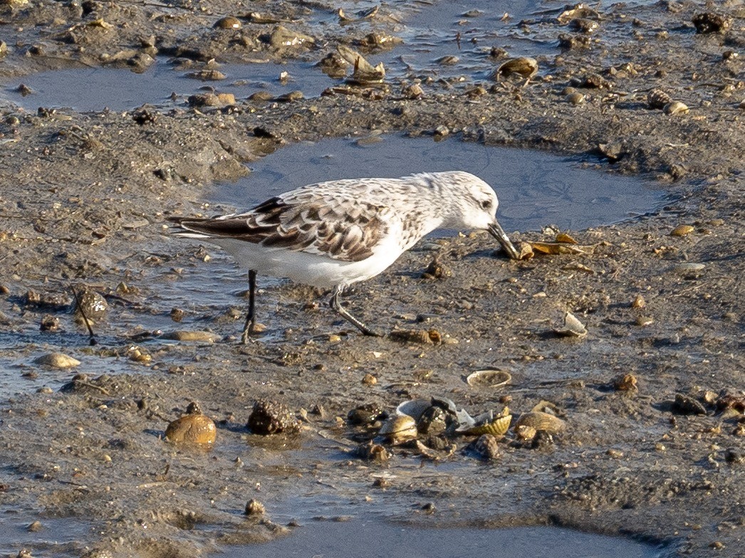 Sanderling - John Tebbet