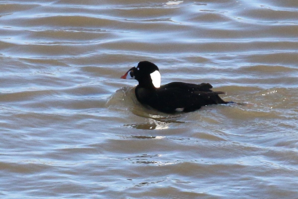 Surf Scoter - David Carr