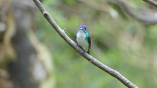 kolibřík andský - ML212411181