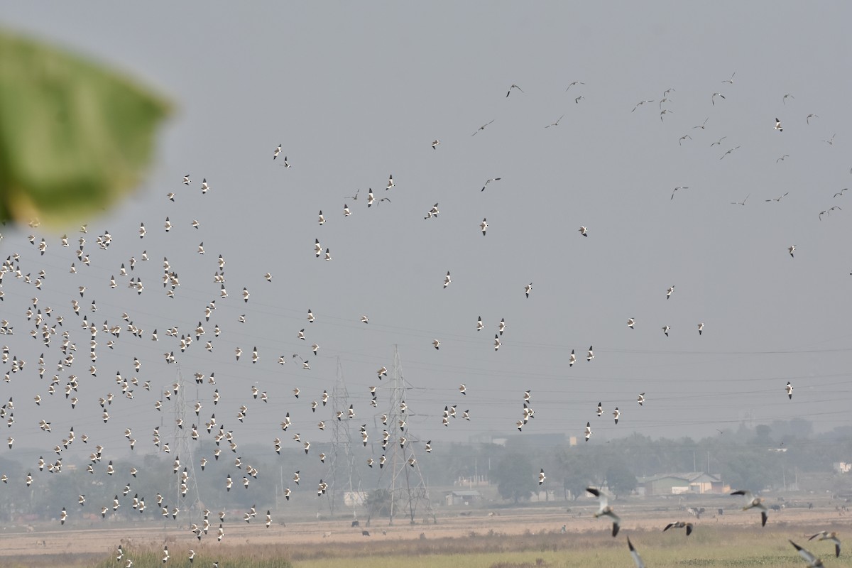 Gray-headed Lapwing - Upamanyu Chakraborty