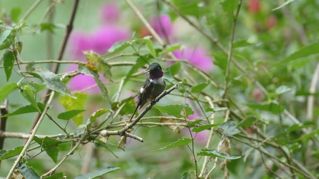 Purple-throated Woodstar - ML212413111