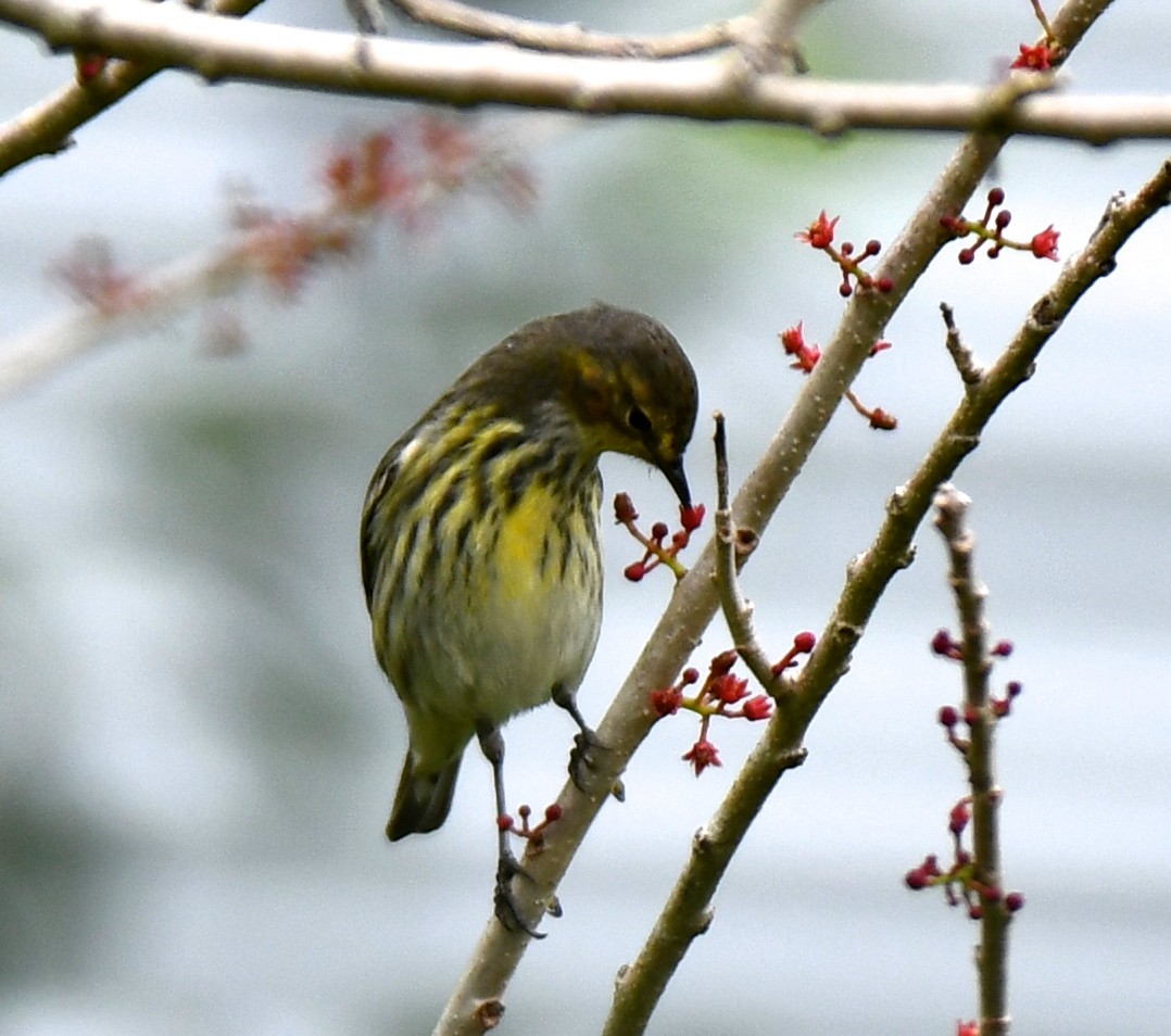 Cape May Warbler - Gillian Kirkwood