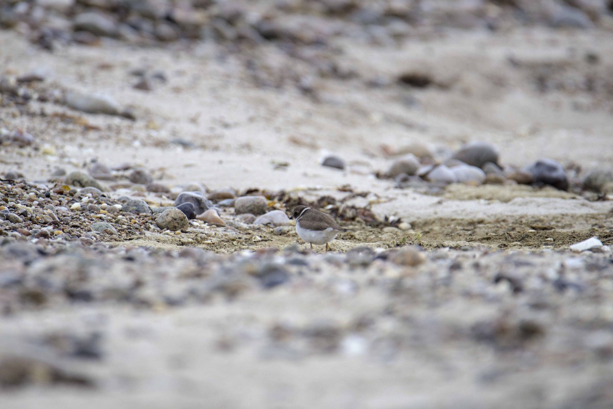 Semipalmated Plover - ML21241471