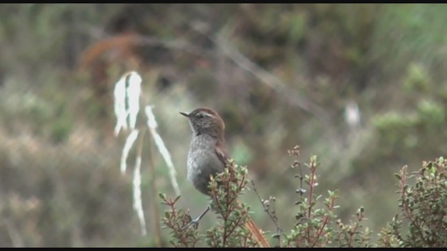 White-chinned Thistletail - ML212416481