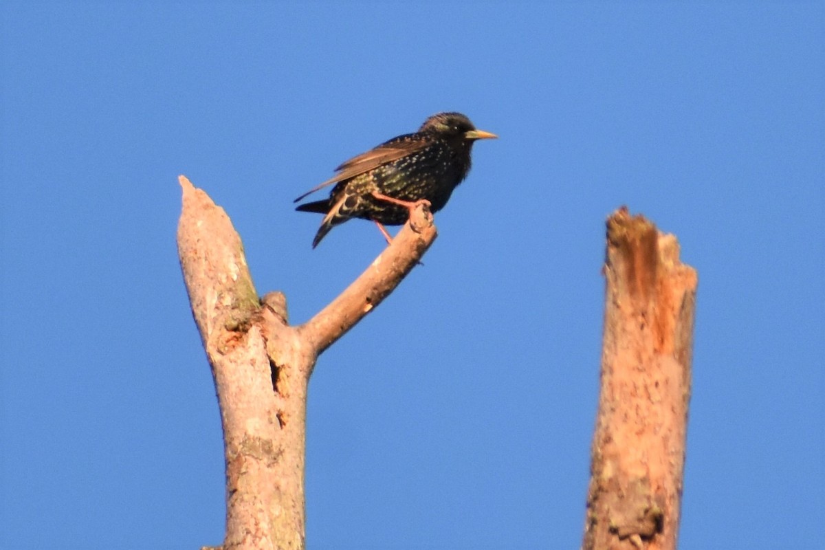 European Starling - ML212418871