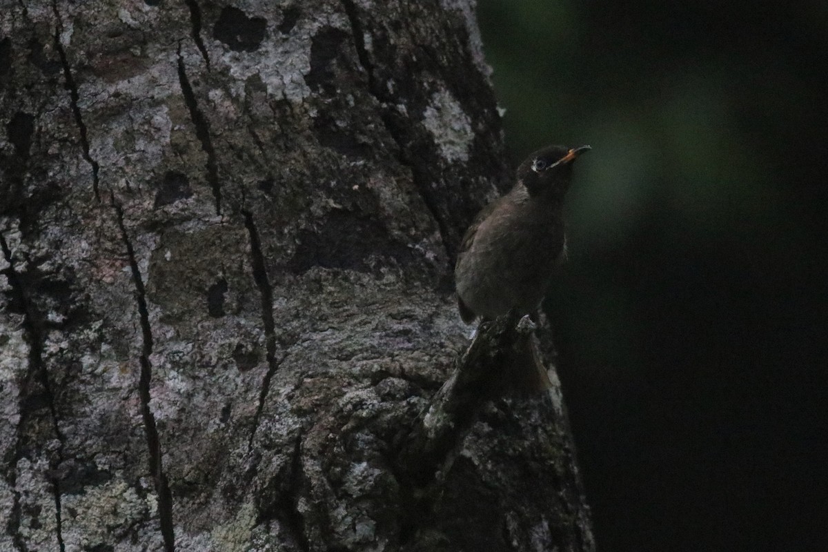 Bridled Honeyeater - ML212419341