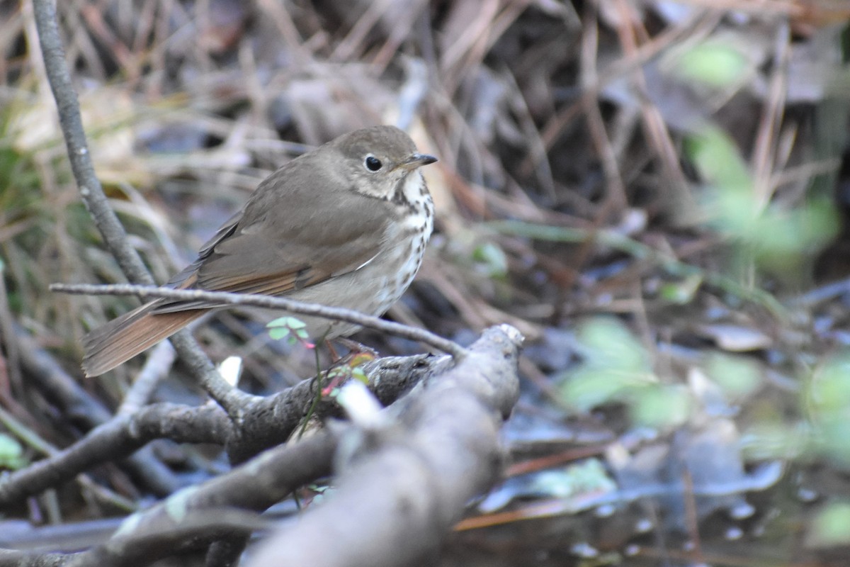 Hermit Thrush - ML212419431