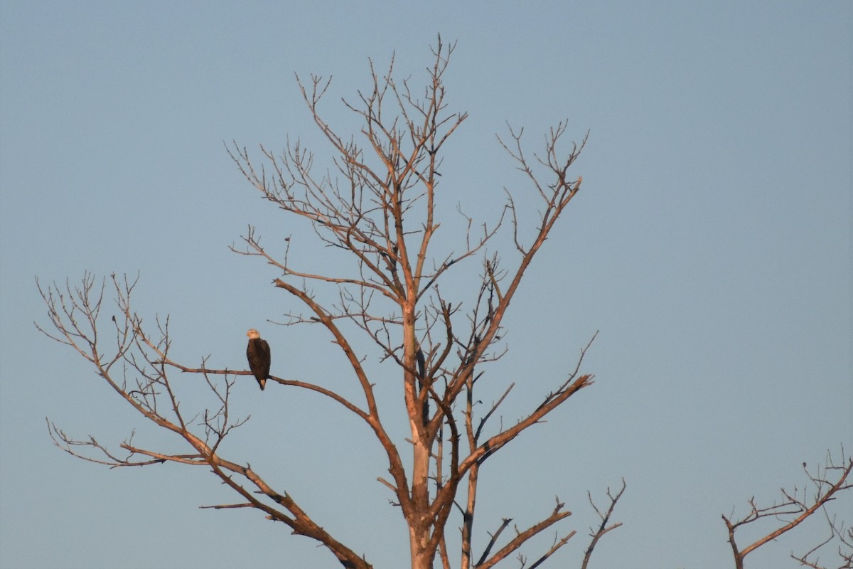Bald Eagle - ML212419591