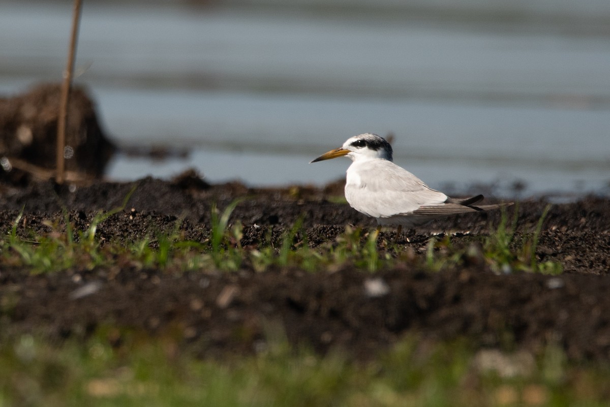 Large-billed Tern - Pablo Re