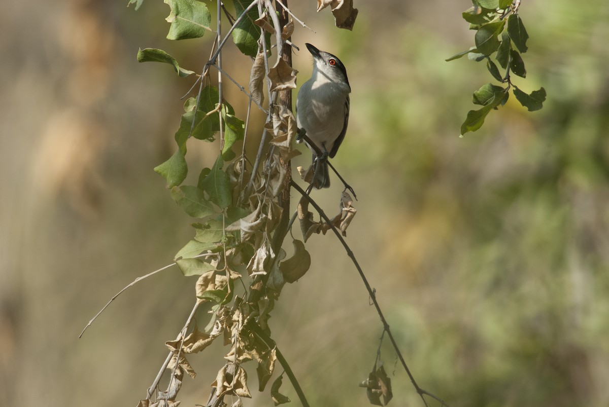 Black-backed Puffback - ML212423961