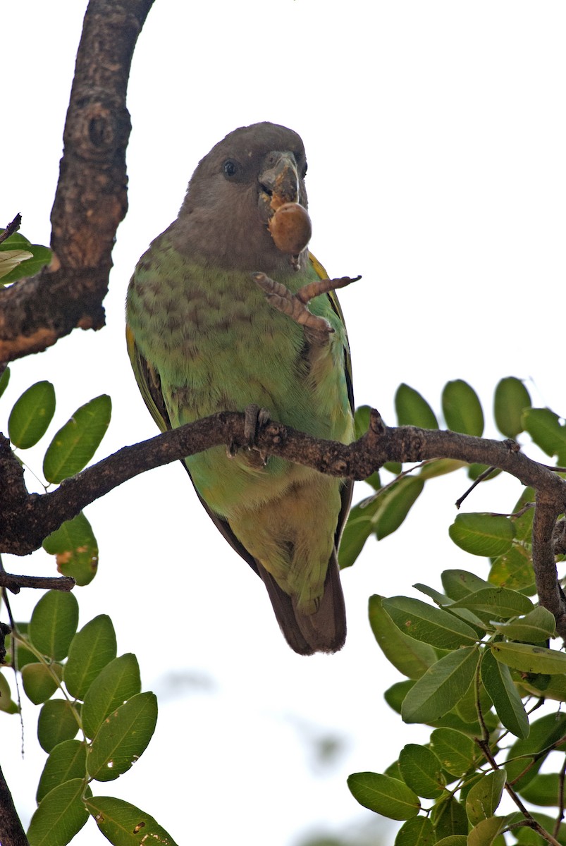 Meyer's Parrot - ML212424081