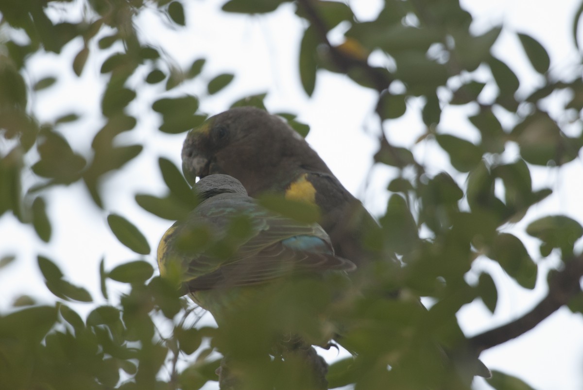 Meyer's Parrot - ML212424151