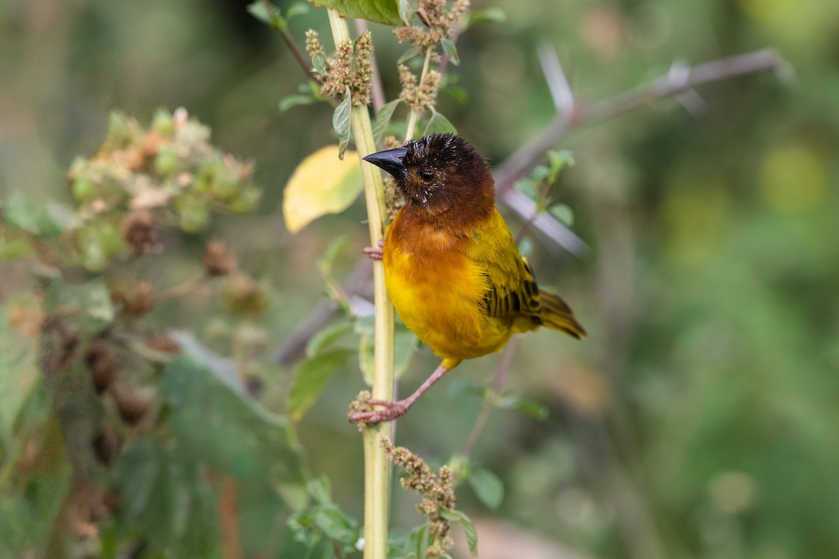 Salvadori's Weaver - Stefan Hirsch