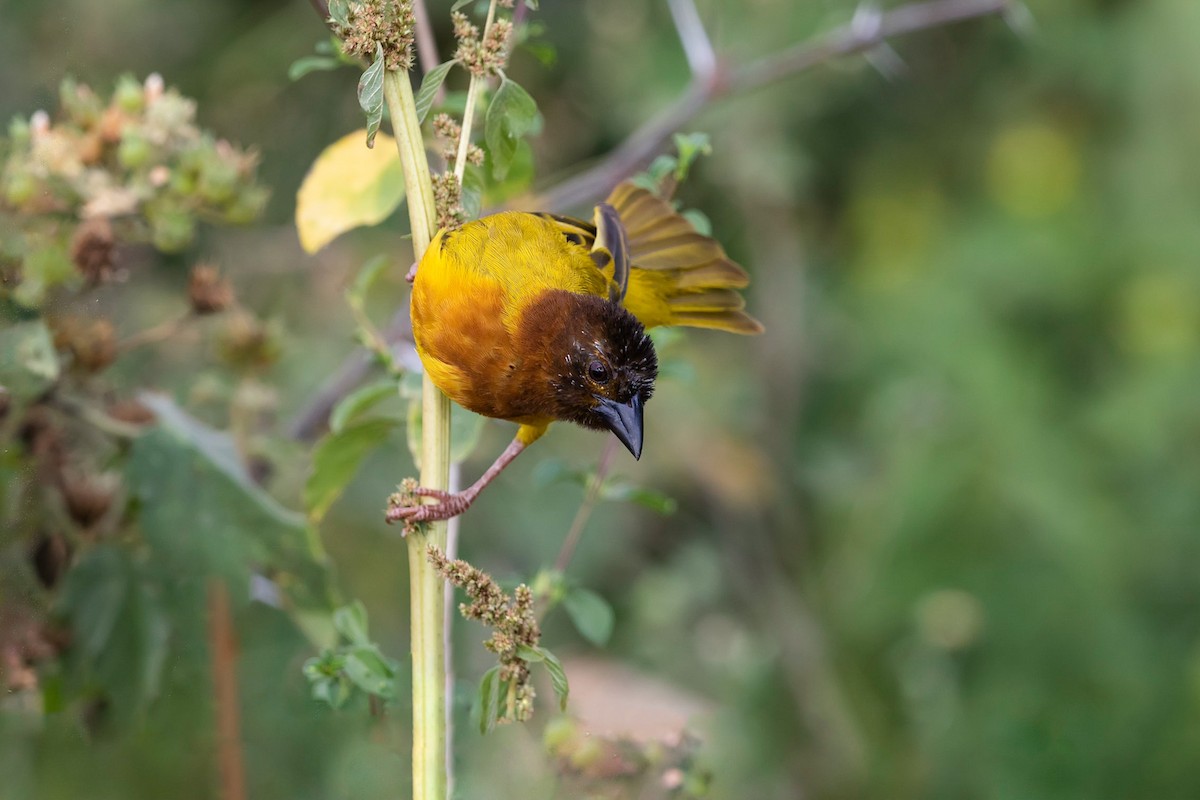 Salvadori's Weaver - Stefan Hirsch