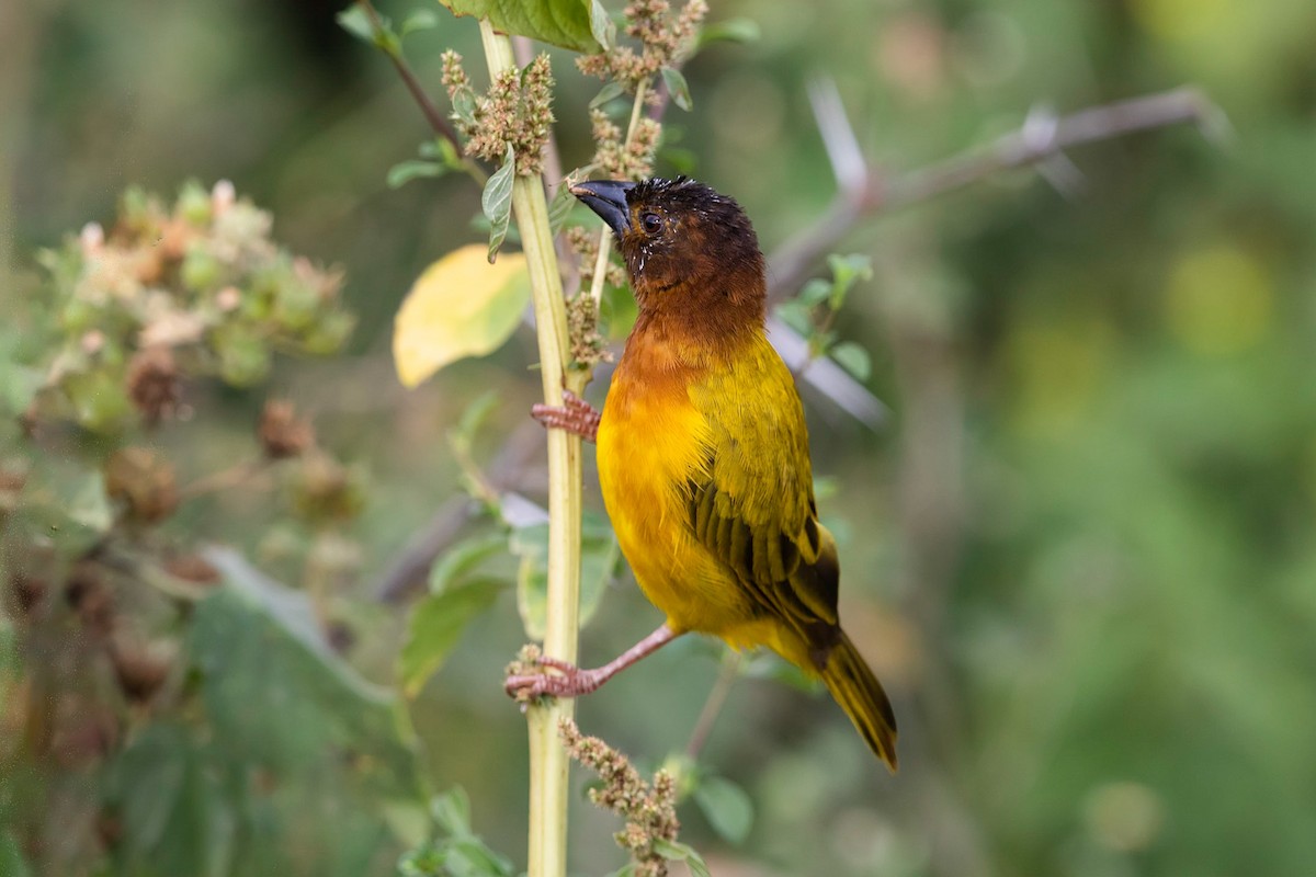 Salvadori's Weaver - Stefan Hirsch