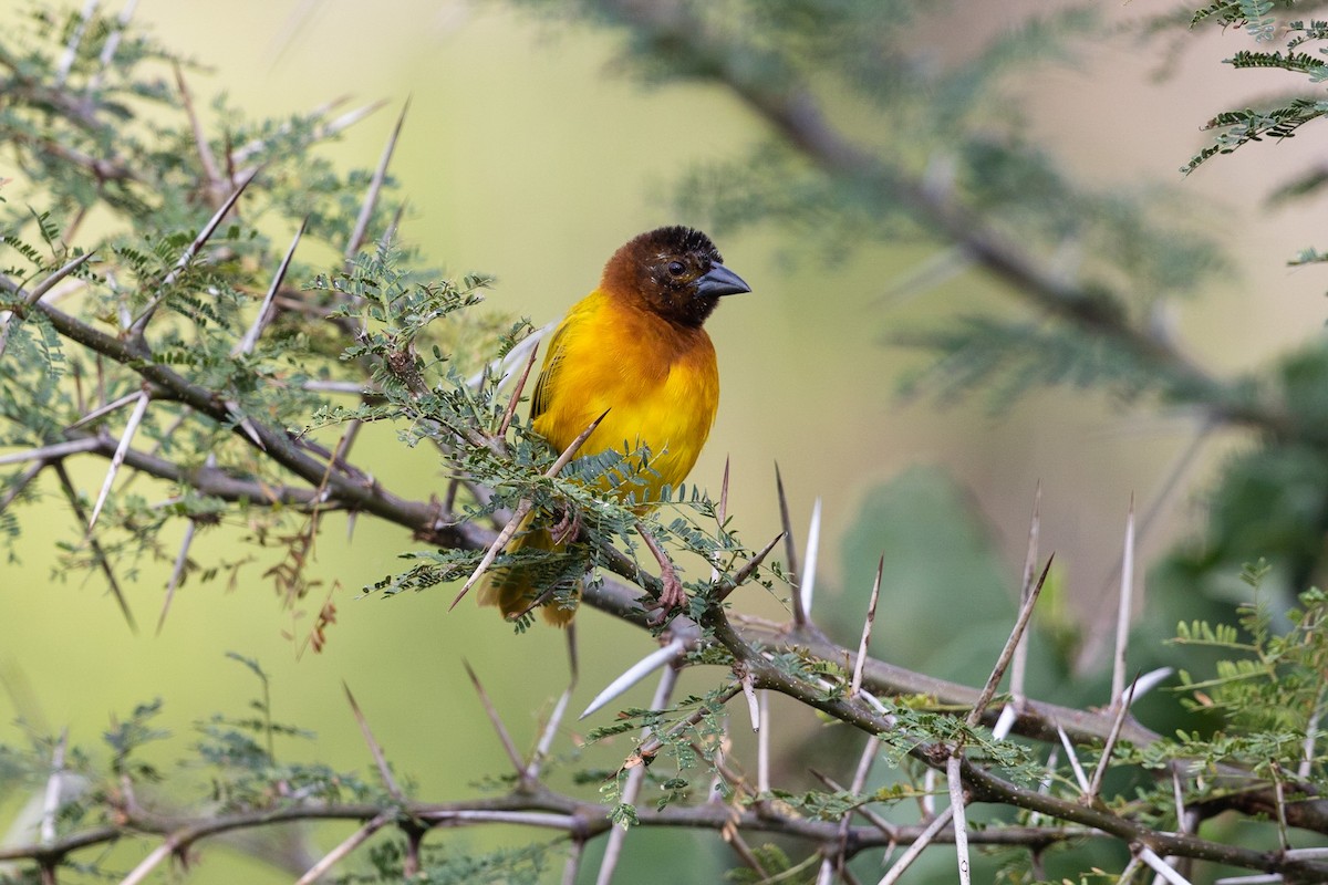 Salvadori's Weaver - ML212424211