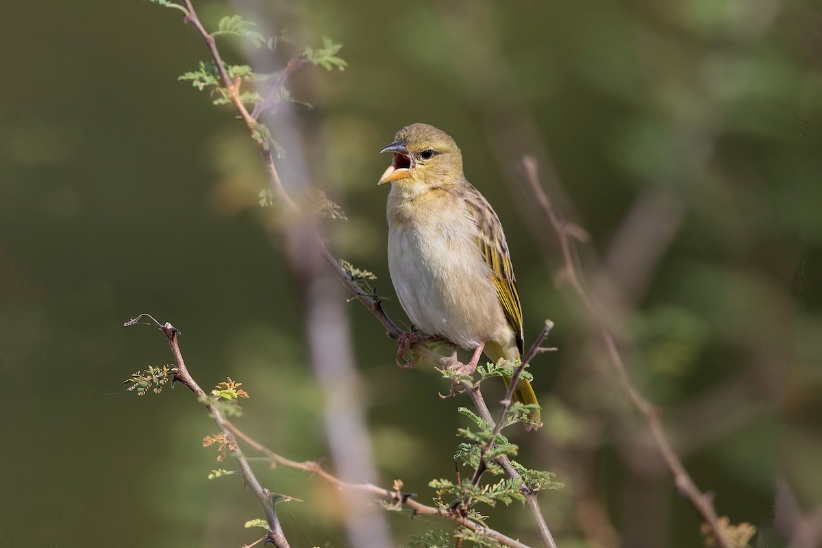 Salvadori's Weaver - ML212424231