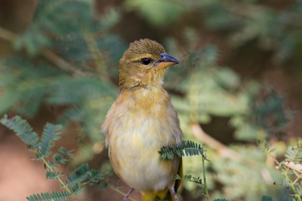 Salvadori's Weaver - ML212424241