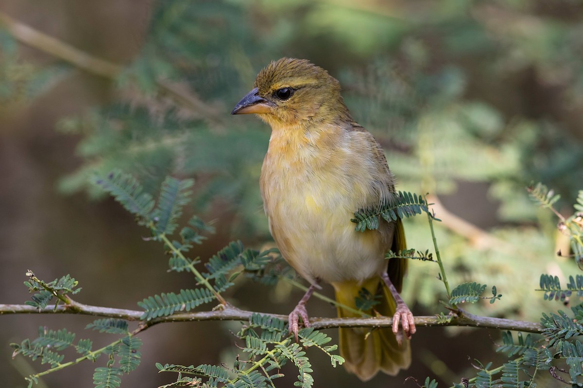 Salvadori's Weaver - ML212424351