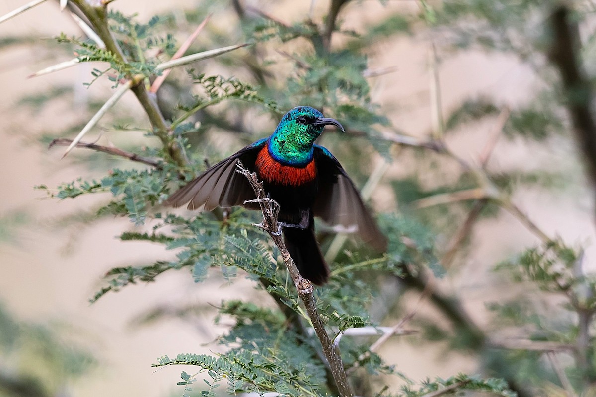 Black-bellied Sunbird - ML212424991