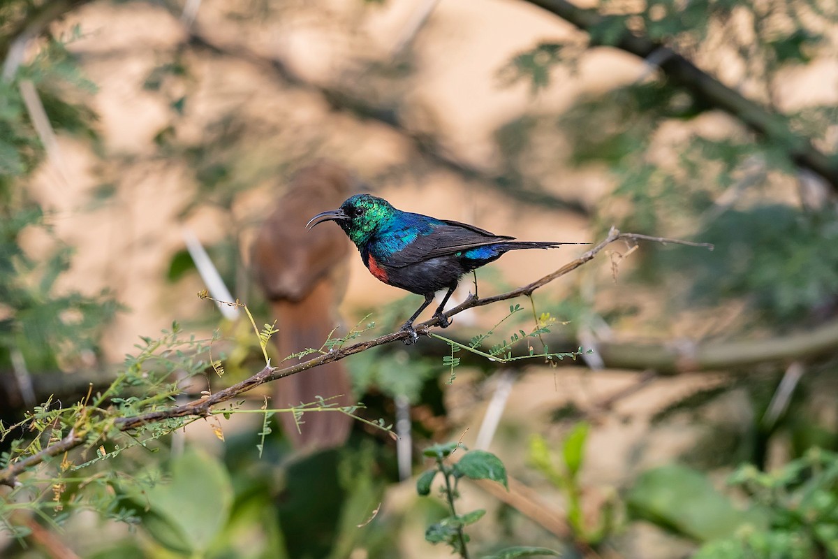 Black-bellied Sunbird - ML212425021