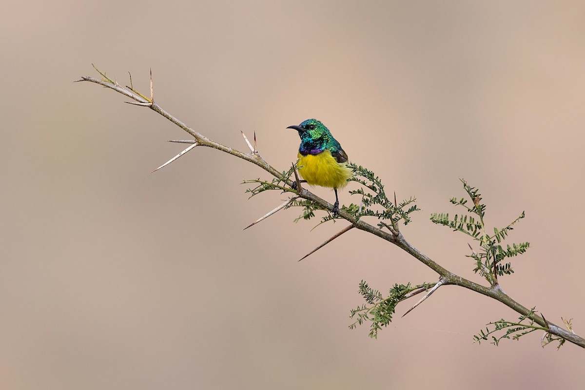 Variable Sunbird (Yellow-bellied) - Stefan Hirsch