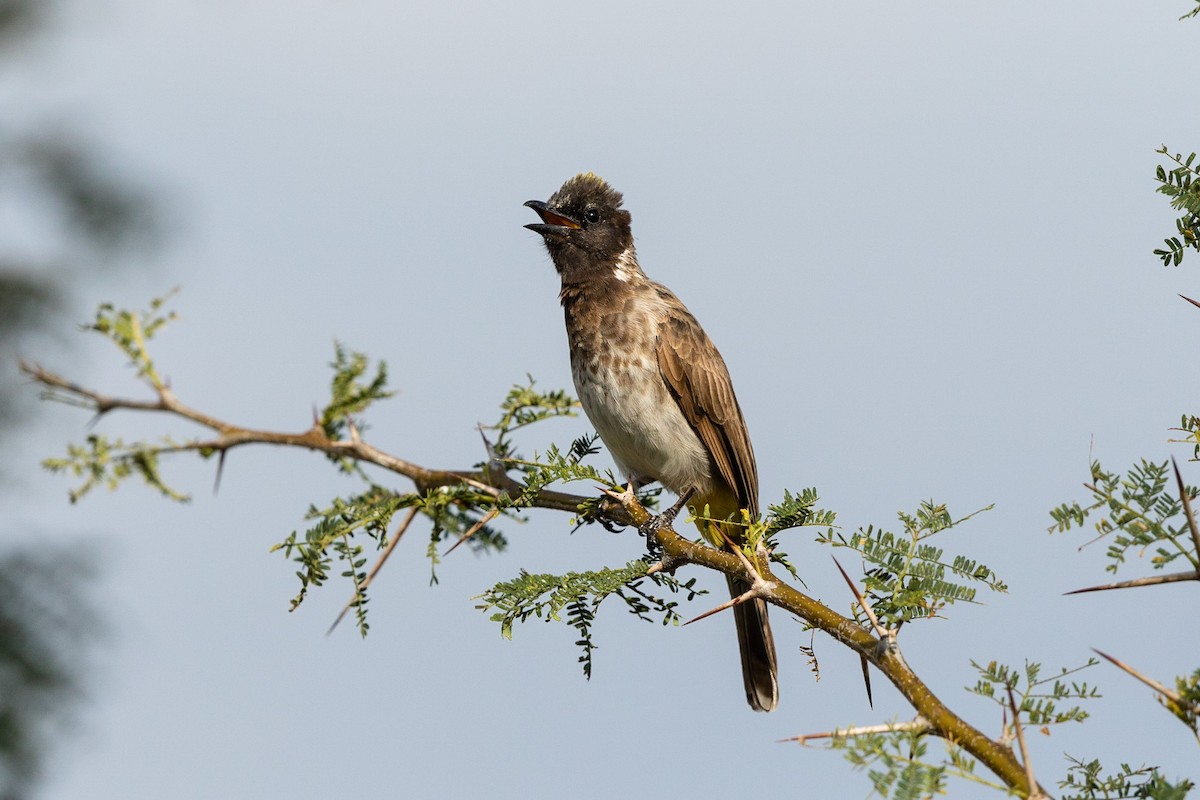 Common Bulbul (Dodson's) - ML212425541